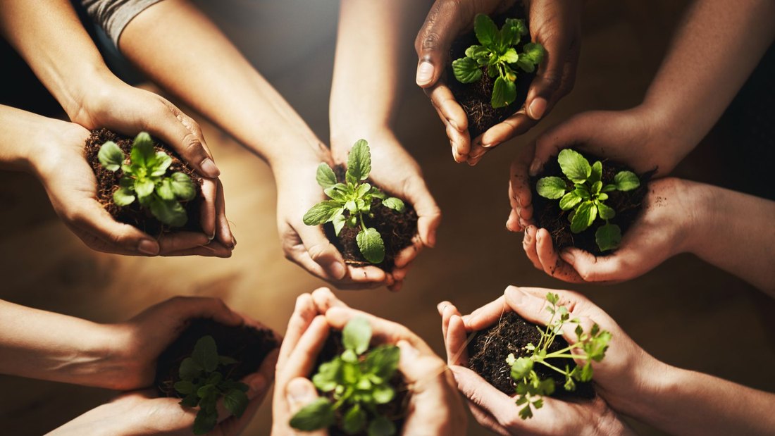 People with diverse hands holding young plants together